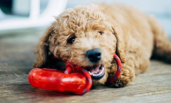 Darla's Dog Grooming