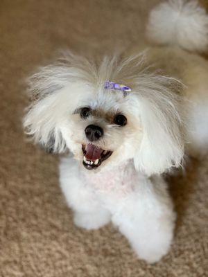 Dog Grooming By Mindi