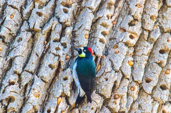 Atascadero Lake Park