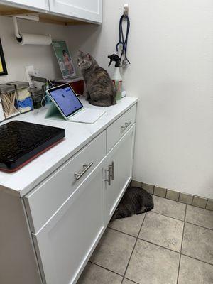 They don't do very well in strange places, but they were handled so well & definitely better than our last vet!