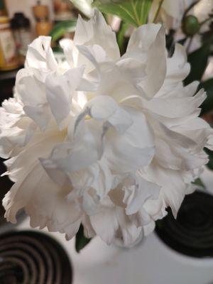 Mark-Down Library Thrift Shop