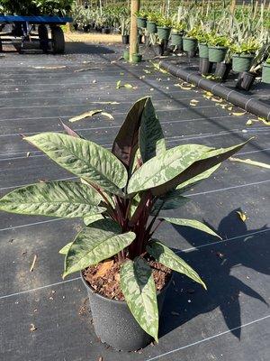 Emerald Forest Tropicals