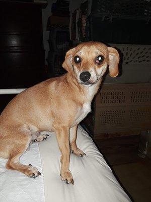 Sally is a Chi/Terr girl - 1 YR - 12 pounds Very Sweet Girl