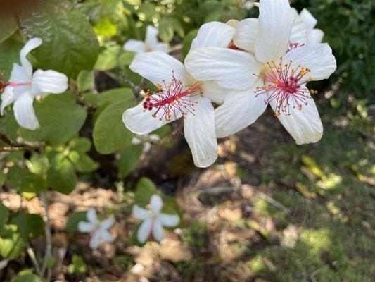 Limahuli Garden and Preserve