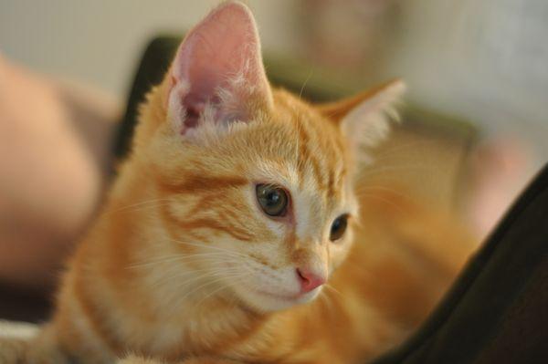 Tigger's first day home