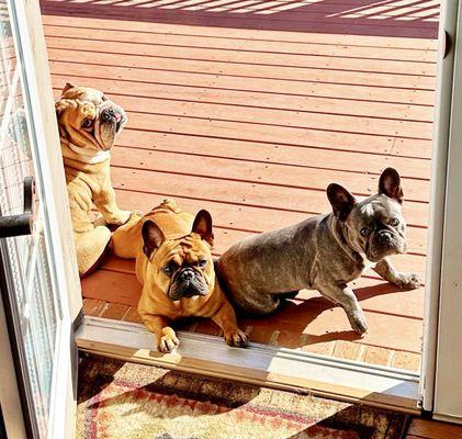 Countryside Veterinary Service