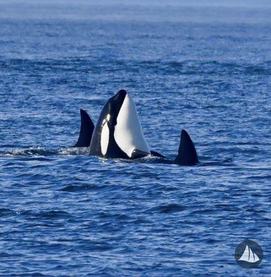 Deer Harbor Charters