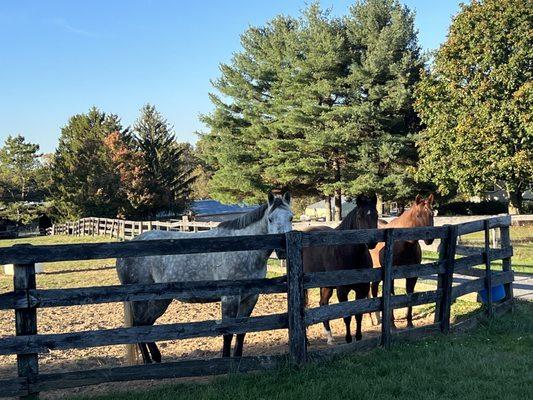 Amazing Grace Equestrian Center