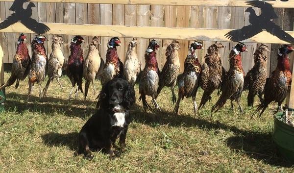 English Cocker Spaniel - Small dog that delivers big results   www.lonestarpremiergundogs.com