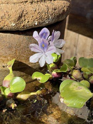 Page's Fountains & Water Gardens