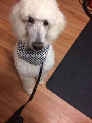 Barkin' Basement Pet Grooming