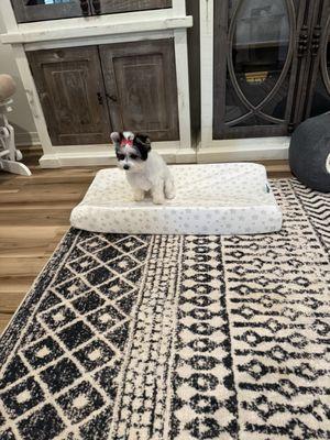 Bossier Southland Poodle