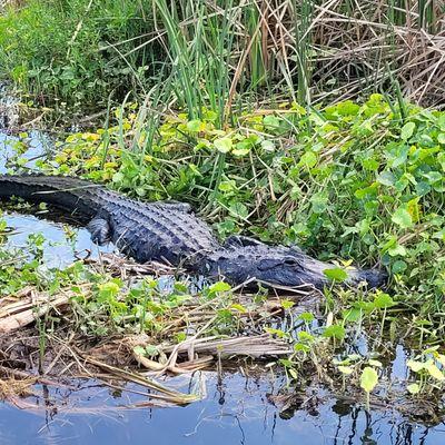 Marsh Beast Airboat Tours