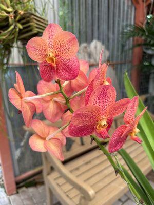 RF Orchids