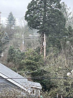 Asplundh Tree Expert Company