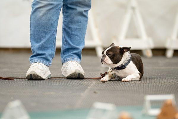 Ann Gafke's Dogschooling