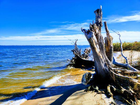 Cattus Island County Park