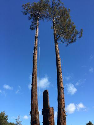 No job is too big or too small for EC Tree Service Inc.