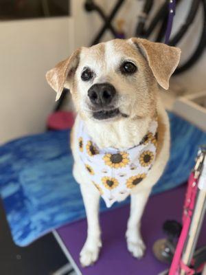 Chic Paws Pet Grooming