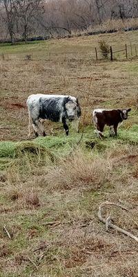 Powderface Farm & Ranch