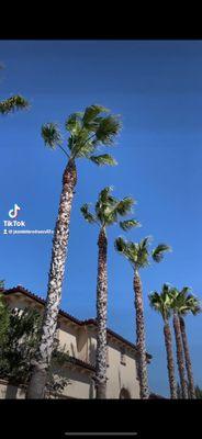 Jasmine Tree Service