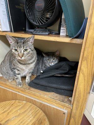 Ruby and Tyson at the vet
