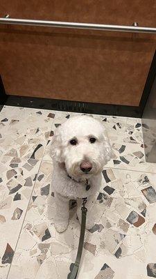 Heather's Finest Dog and Cat Grooming