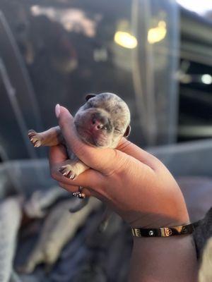 Animal Emergency of Hernando Inc Urgent Care