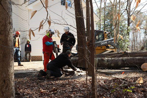 Gonzalez Tree Pros & Crane