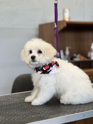 Pup N Suds Dog Grooming