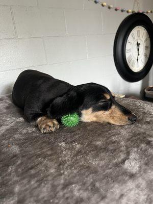 Rocky's Purr-fect Paws Mobile Grooming