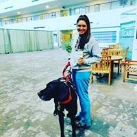 K9 Elite Dog Training