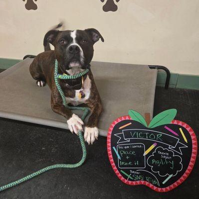 Sit n' Stay Pet Services