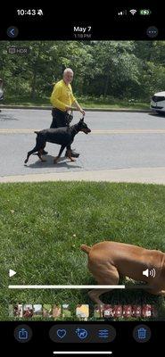 Community Happy Dogs