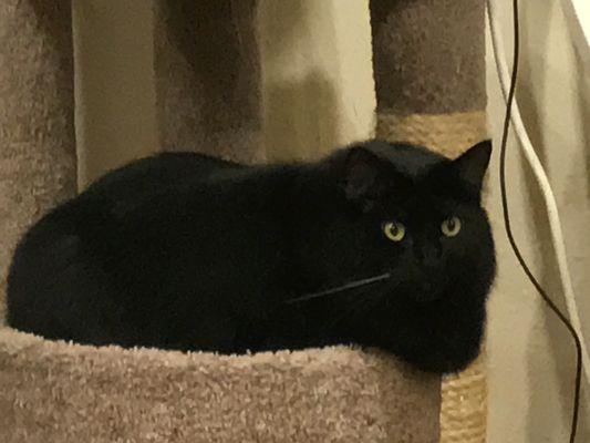 TLC Mobile Pet Grooming