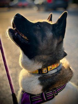 Dancing Paws Pet Care