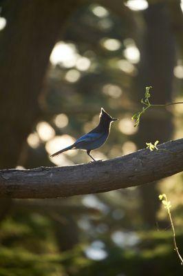 Beasts of the Bay Area