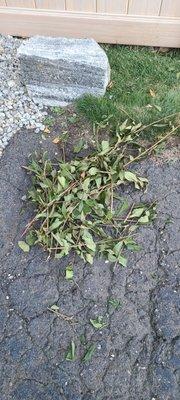 Landscaping Branches