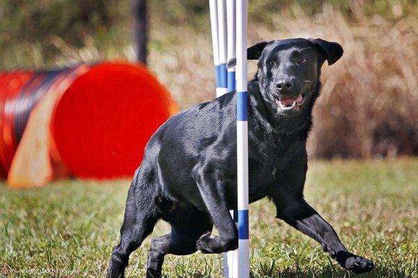 Practice Makes Pawfect