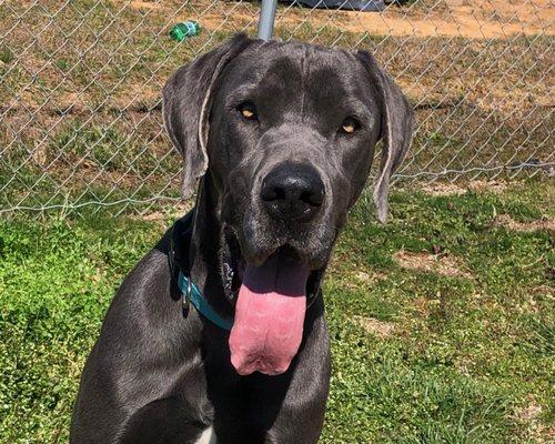 Next Level Kennels LLC