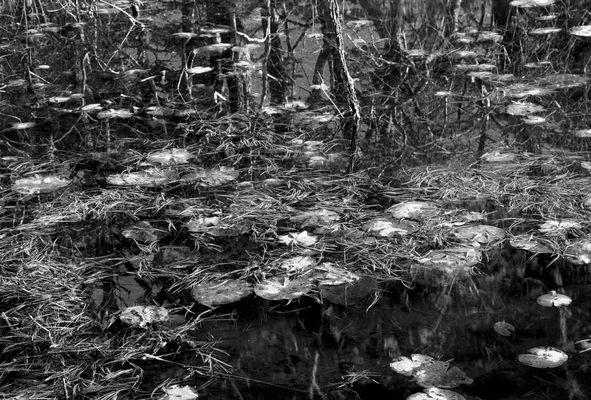 Photo, Mark Bernstein