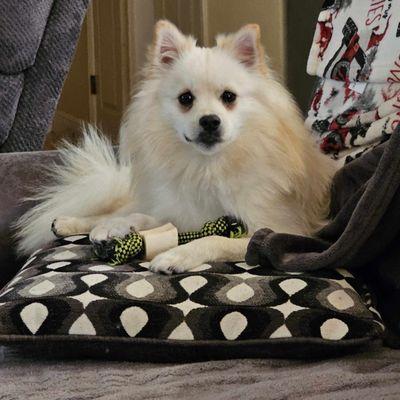 By The Bay Dog Grooming