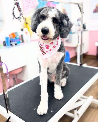 Woof Gang Bakery & Grooming Clearwater Feather Sound