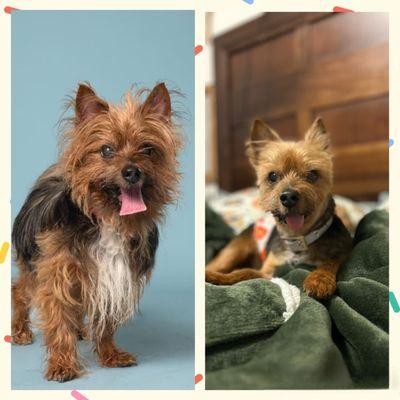 Mikaela's Mutt Motel