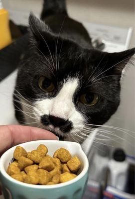 Picking up prescription diet food for Luna