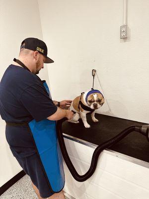 Dynamite Dogs Training & Grooming