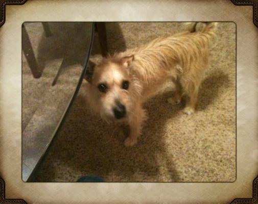 Paws-a-tive Pet Club