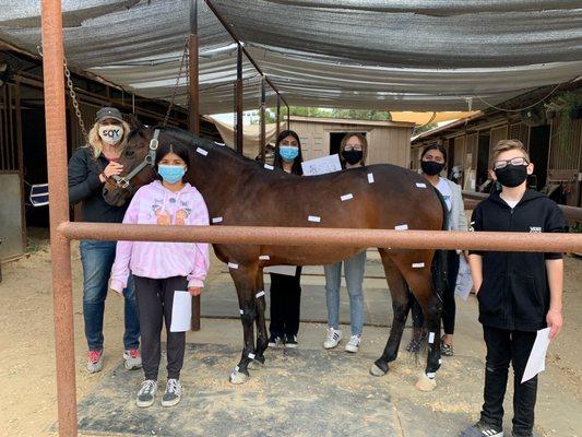 OC Equestrian Vaulting