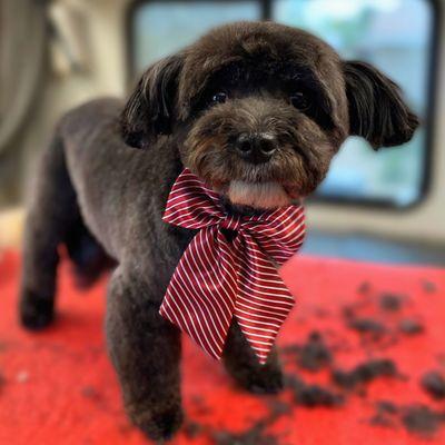 Dirty 2 Flirty Pet Grooming