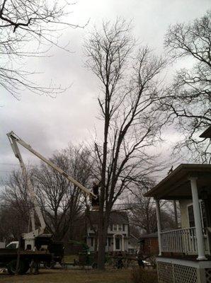 MDL Tree Service